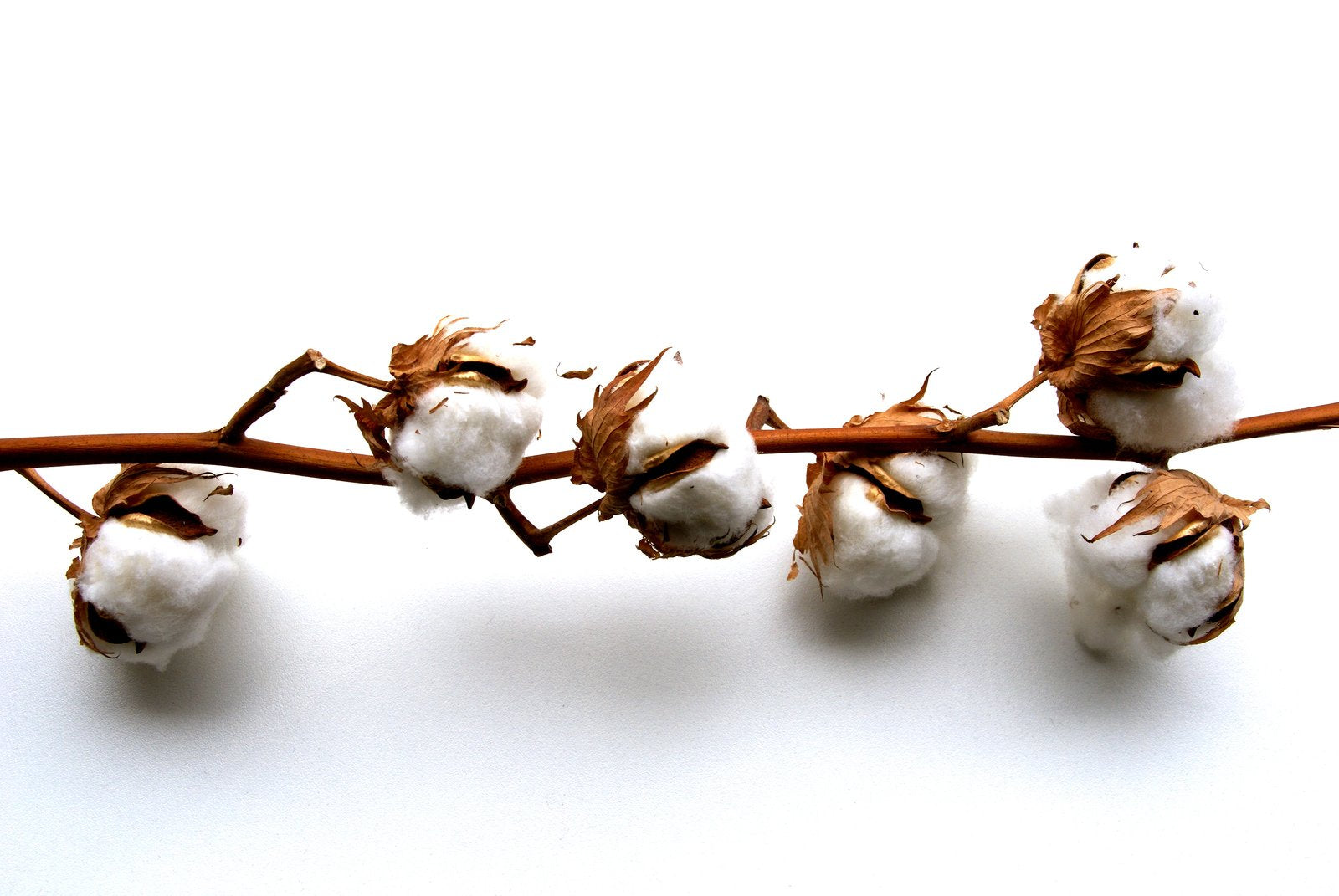 Supima Cotton  World Finest Cottons